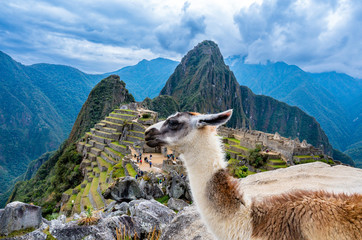 Llama in front of the lost inca city Machu Picchu in Peru. © borisbelenky