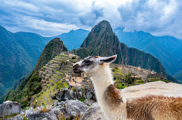 Llama in front of the lost inca city Machu Picchu in Peru.