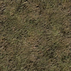 forest floor grass waterlogged