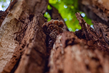 uneatable autumn mushrooms are growing on a rotten log