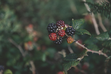 Fresh blackberry (Rubus fruticosus)