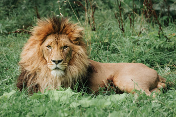 Large lion male in the zoo lying on the grass.