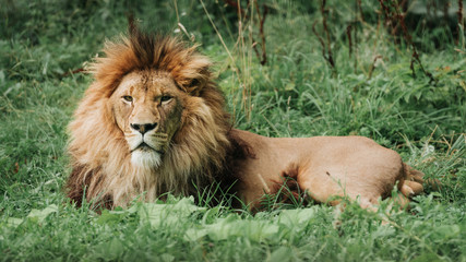 Large lion male in the zoo lying on the grass.