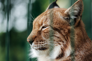 Lynx cat in the zoo behind the cage bars.