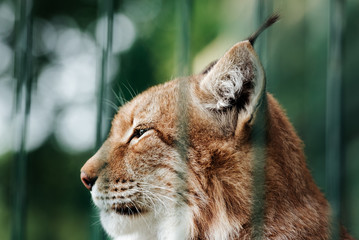 Lynx cat in the zoo behind the cage bars.
