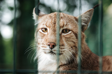 Lynx cat in the zoo behind the cage bars.