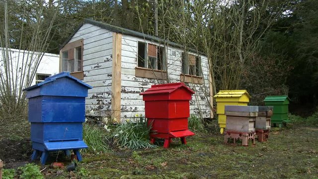 Bright blue, red, yellow, and red bee houses in a row outside a small outbuilding with fading white paint