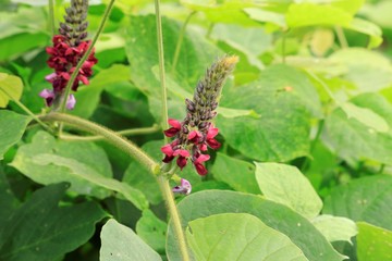 9月の葛の花と葛の種