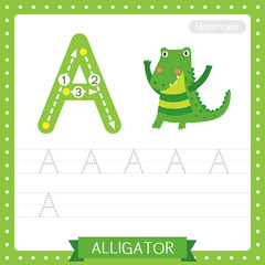 Letter A uppercase tracing practice worksheet. Alligator
