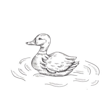Duck. Hand drawn sketch style duck in the water. Isolated on white background.