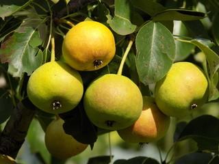 Sunny summer day. A garden where fruits grow naturally without chemicals and processing. Unusually beautiful ripe delicious pears on the branches of a fruit tree.