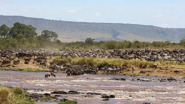 Wildebeests are crossing  Mara river. Great Migration. Kenya. Tanzania. Maasai Mara National Park.