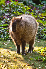 Capybara on a green lawn in sunset light is a symbol of South America.