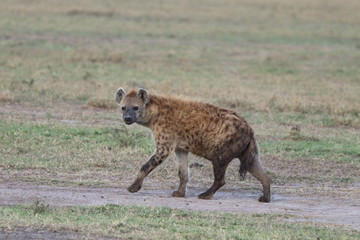 Spotted hyena (crocuta crocuta) walking in the savannah, Masai Mara National Park, Kenya.