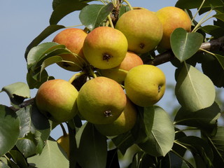 Sunny summer day. A garden where fruits grow naturally without chemicals and processing. Unusually beautiful ripe delicious pears on the branches of a fruit tree.