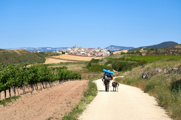 Pilgrim walking the Camino de Santiago toward Cirauqui with a dog                               