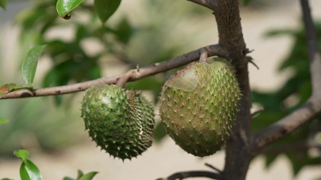 Soursop (Guanabana) fruit on a tree in South America