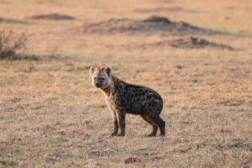 Spotted hyena cub (crocuta crocuta) in the savannah of the Masai Mara National Park, Kenya.