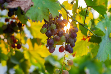 Grapes growing in southern Europe