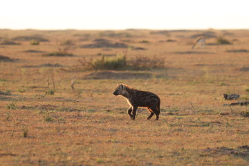 Spotted hyena cub (crocuta crocuta) in the savannah of the Masai Mara National Park, Kenya.