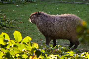 A beautiful capybara looks at the sun, the view from the side of the animal, beautifully lit by the sun, the greenery of the jungle.