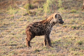 Spotted hyena cub (crocuta crocuta) in the savannah of the Masai Mara National Park, Kenya.