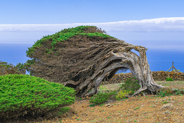 Phoenicean juniper tree (Juniperus phoenicea canariensis), with blue sky and Atlantic ocean ...
