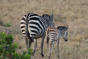 Fototapeta na wymiar Zebra mom and her calf in the savannah, Masai Mara National Park, Kenya.