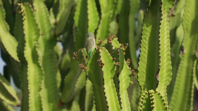 Budgerigar on a cactus in South America, Peru. 4K Video footage
