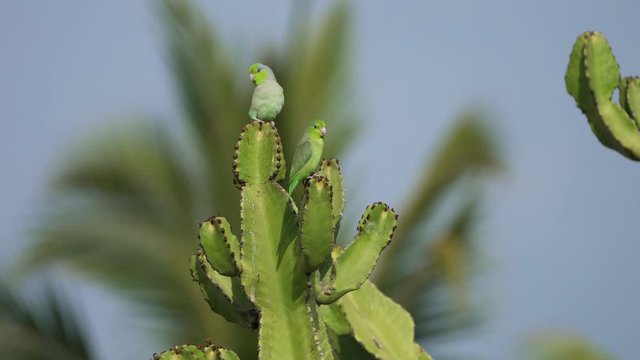 Two Budgerigar birds on a cactus in South America, Peru