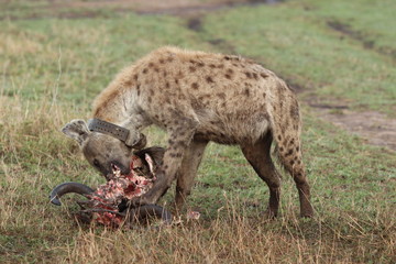 Naklejka na ściany i meble Spotted hyena (crocuta crocuta) with a GPS collar feeding on a wildebeest skull, Masai Mara National Park, Kenya.