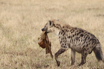 Naklejka na ściany i meble Spotted hyena (crocuta crocuta) carrying the stomach of a wildebeest, Masai Mara National Park, Kenya.