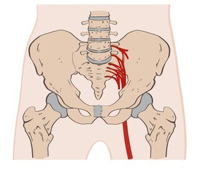 The pelvis consists of the sacrum, the coccyx,the ischium, the ilium, and the pubis. 