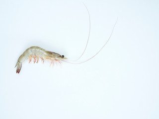 Fresh shrimp on white background