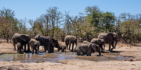 African Elephants