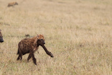 Obraz na płótnie Canvas Spotted hyena cub (crocuta crocuta) carrying a wildebeest leg, Masai Mara National Park, Kenya.