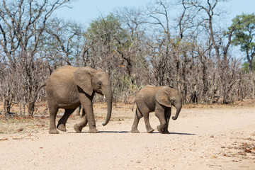 Obraz premium Elephants Crossing
