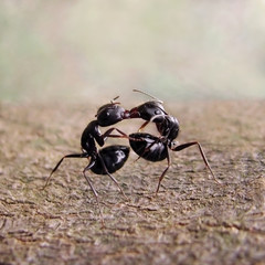 Ants exchange greetings. They are 