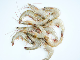 Fresh shrimps on white background