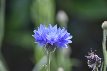 Blühende Kornblume (Centaurea cyanus)