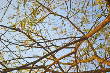 branches of tree against blue sky