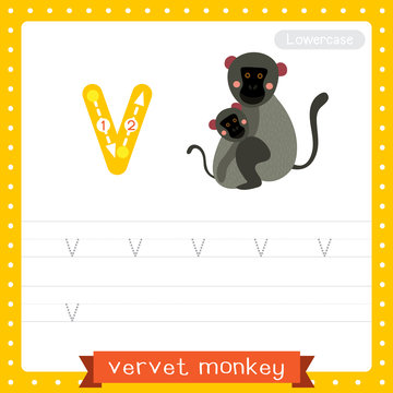 Letter V lowercase tracing practice worksheet. Vervet Monkey