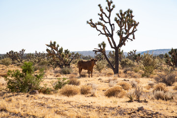 bull in the desert