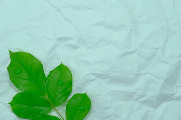 Green rose branch on crumpled white paper