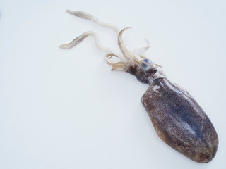 Obraz premium Large fresh squid black.