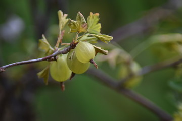 Unreife Stachelbeeren