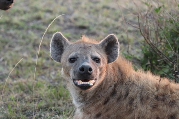 Obraz premium Spotted hyena (crocuta crocuta) face closeup, Masai Mara National Park, Kenya.