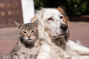 dog and cat friendship, cat and dog in love