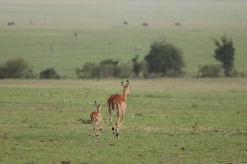 Naklejka na ściany i meble Impala mom and calf running in the rain, Masai Mara National Park, Kenya.