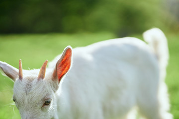 Obraz premium goat on farm
